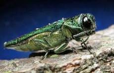 Invasive emerald ash borer could wipe out native Oregon tree ...